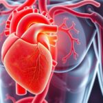 A szív egészsége és HDL koleszterin szerepe az emberekben.