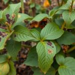 Fekete rothadásos levelek, gombás betegség jelei a növényen.